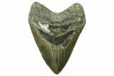 Serrated, Fossil Megalodon Tooth - North Carolina #382614-1